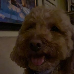 Meet your Posher, Miranda